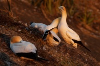 Terej australsky - Sula serrator - Australian Gannet - takapu 0186